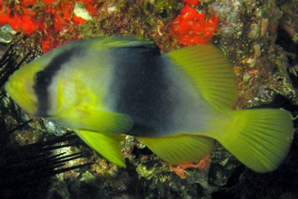 Barred Soapfish