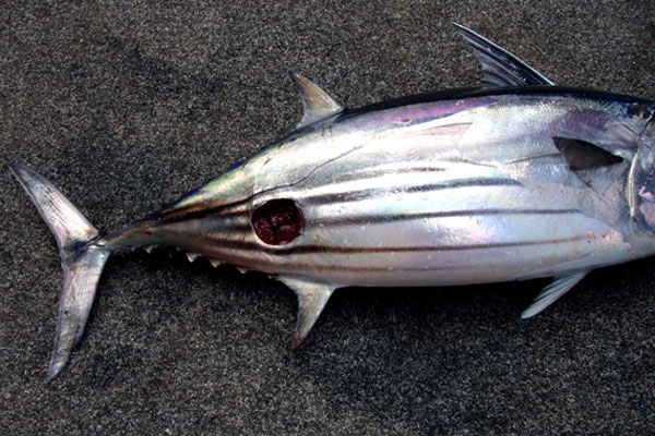 Cookiecutter Shark bite in a tuna
