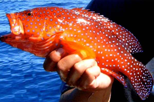 Coral Rockcod