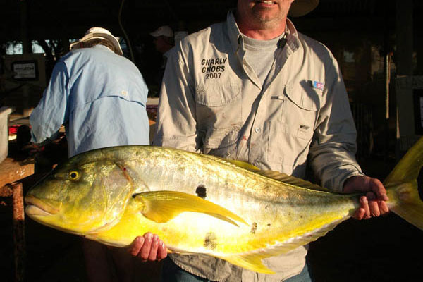 Golden Trevally