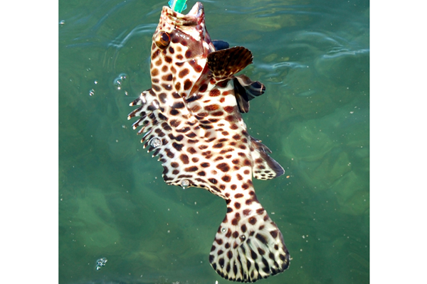 Longfin Rockcod